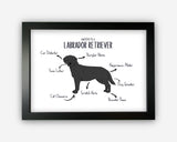 Anatomy of a Labrador Retriever (Black) Funny Gift For Him Or Her Word Art Wall Friends Prints ST095