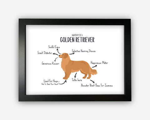Anatomy of a Golden Retriever Funny Gift For Him Or Her Word Art Wall Friends Prints ST057