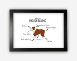 Anatomy of a English Bulldog Funny Gift For Him Or Her Word Art Wall Friends Prints ST060