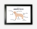 Anatomy of a Labrador Retriever (Golden) Funny Gift For Him Or Her Word Art Wall Friends Prints ST097
